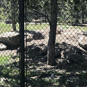 Fossil Butte Pack pup