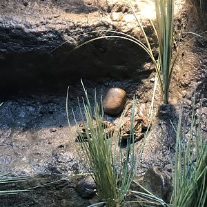 Columbian Spotted Frogs