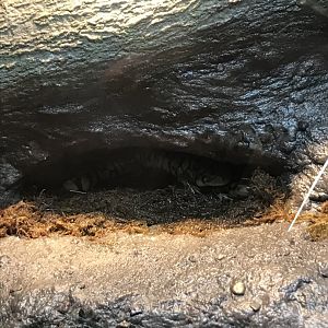 Western Tiger Salamanders