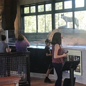 Gray Wolf looking into the Riparian Building