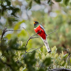 elegant trogon