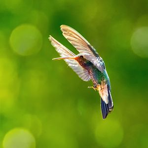 broad billed hummingbird