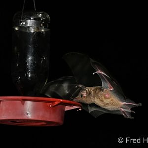 lesser long nosed bat