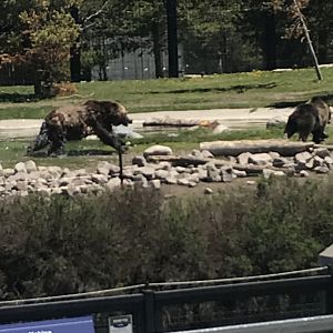Adult grizzly bear chasing a yearling grizzly bear