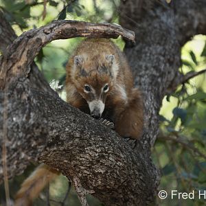 white nosed coati
