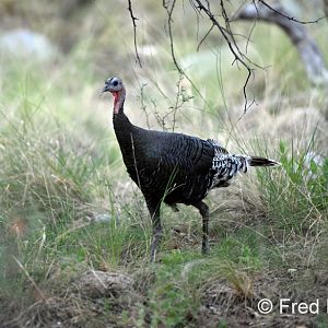 gould's wild turkey