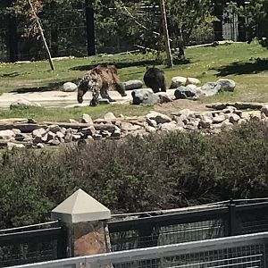Adult Grizzly chasing a yearling grizzly