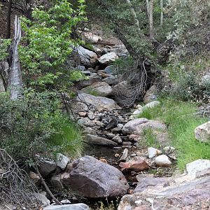 Madera Canyon, Arizona