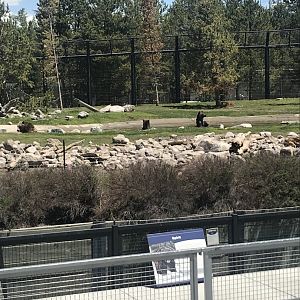 Three Grizzlies in a pond