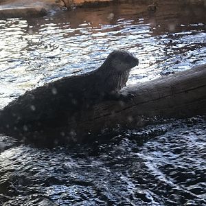 North American River Otter