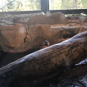 North American River Otter