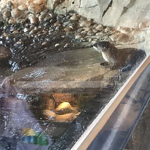 North American River Otter