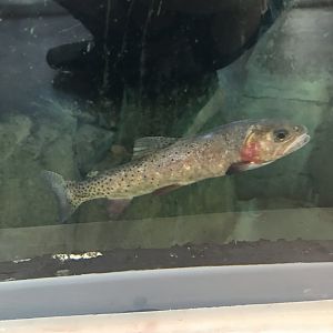 Yellowstone Cutthroat Trout