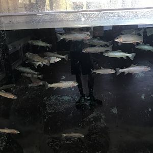 Yellowstone Cutthroat Trout