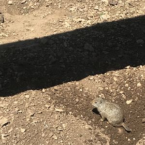 Uinta Ground Squirrel