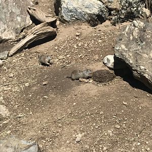Uinta Ground Squirrels