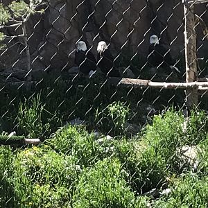 3 Bald Eagles