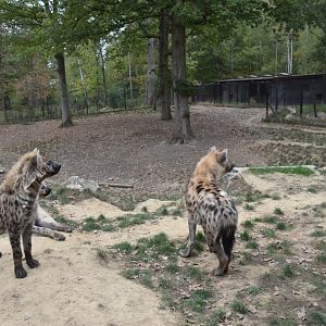 Part of Hyena exhibit at Thoiry