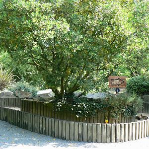 Guinea pigs enclosure