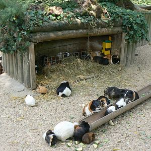 Guinea pigs