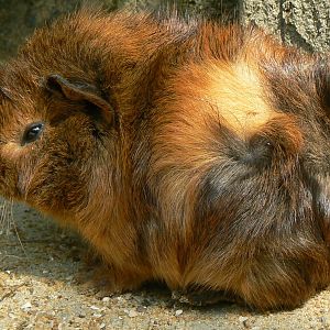 Guinea pig