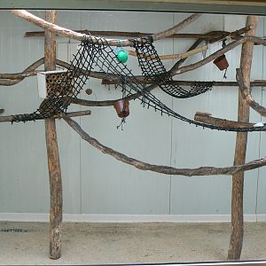 Emperor tamarin indoor