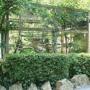 Emperor tamarin outdoor exhibit