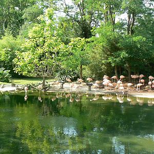 Chilean flamingos pond