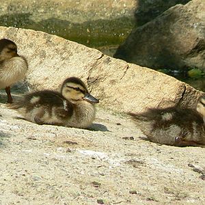 Chilean flamingos pond - wild mallard chicks