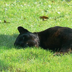 Black leopards exhibit