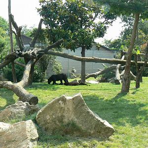 Black leopards exhibit - first enclosure
