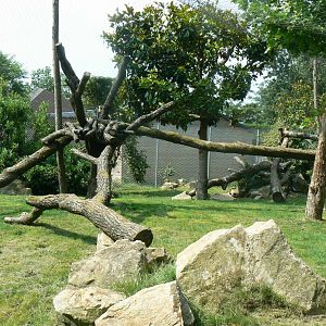 Black leopards exhibit - First enclosure