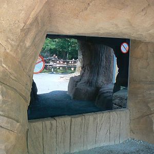 Black leopards exhibit - Viewing window into the indoor enclsoure