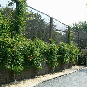 Australian walkthrough aviary - outside