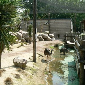 Australia walkthrough aviary