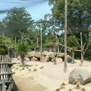 Australia walkthrough aviary