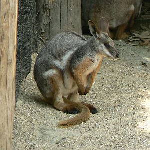 Australia walkthrough aviary - brush-tailed rock wallaby