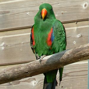Australia walkthrough aviary - Eclectus parrot