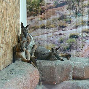 Australia walkthrough aviary - brush-tailed rock wallabies inside the house