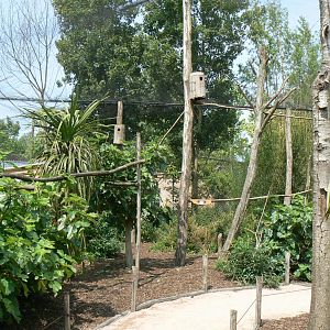 Rainbow lorikeets aviary