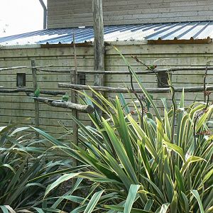 Rainbow lorikeets aviary