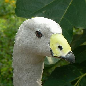 Rainbow lorikeets aviary - cape barren goose