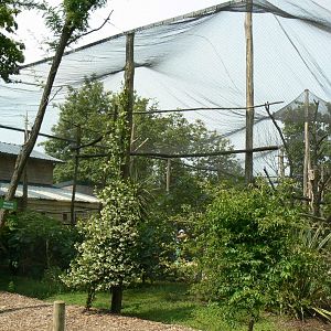 Rainbow lorikeets aviary - outside