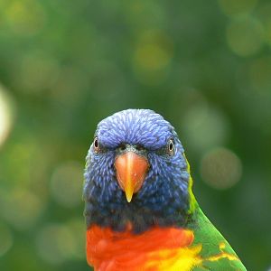 Rainbow lorikeets aviary - rainbow lorikeet