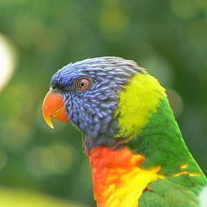 Rainbow lorikeets aviary - rainbow lorikeet