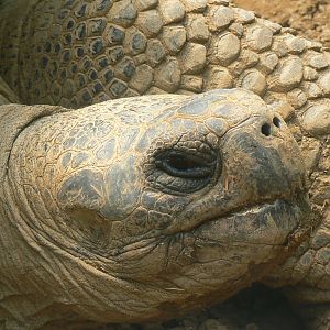 Galapagos giant tortoise