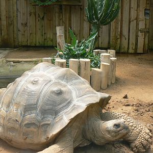 Galapagos giant tortoise inside the house