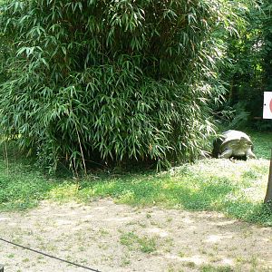 Galapagos giant tortoise exhibit - with a fake tortoise !