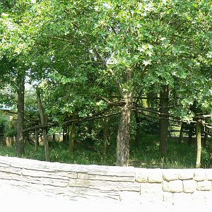 Reeves muntjacs and red pandas exhibit