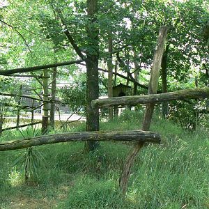 Reeves muntjacs and red pandas exhibit